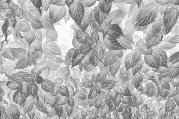 Gently wallpaper of leaves. Background from natural materials.