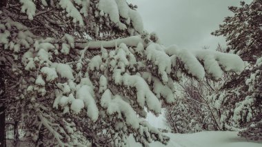 Kar kaplı bir Noel ağacının klasik görüntüsü.
