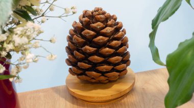 Hatıra olarak ahşap bir masada kocaman bir çam kozalağı..