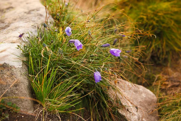 Güzel arka plan ile dağ çan çiçeği