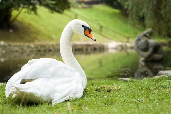 Swan lake city Park Lviv oturur
