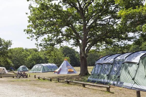 Big family tents, tepee under oak trees in New Forest camping site