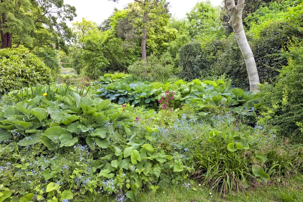 Exuberante jardín maduro cubierto de hostas, no me olvides, flores silvestres, arbustos y robles — Foto de Stock