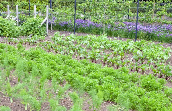 Kök sebzeler ile organik sebze bahçesi, kırsal topluluk servis birimi mor soğan ve armut ağaçlarının Yaz hasat için hazır. — Stok fotoğraf