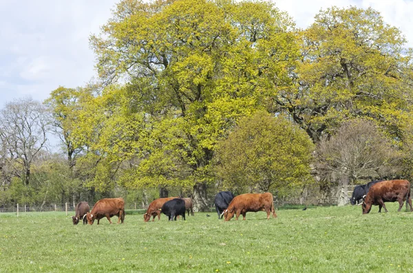 Röda och svarta kor som betar på en fjädra gräs äng — Stockfoto