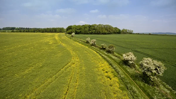 Veduta aerea del campo di colza fiorito giallo, campo di grano verde, con un sentiero di siepe con fiori selvatici primaverili in inglese Cotswolds campagna — Foto Stock