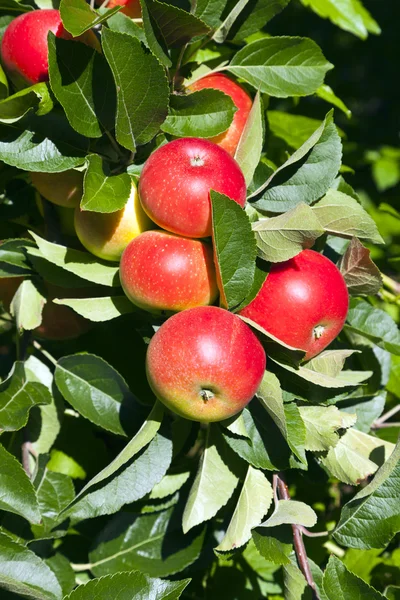 Mele da giardino rosse inglesi — Foto Stock