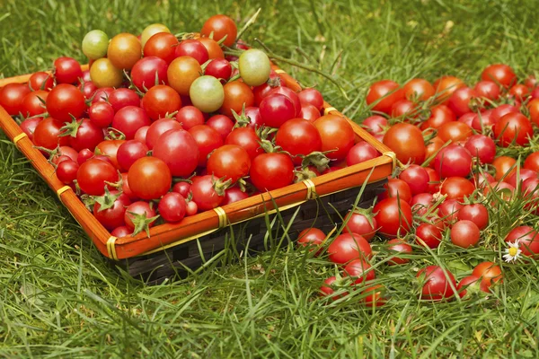 Red small tomatoes on green grass — Stock Photo, Image