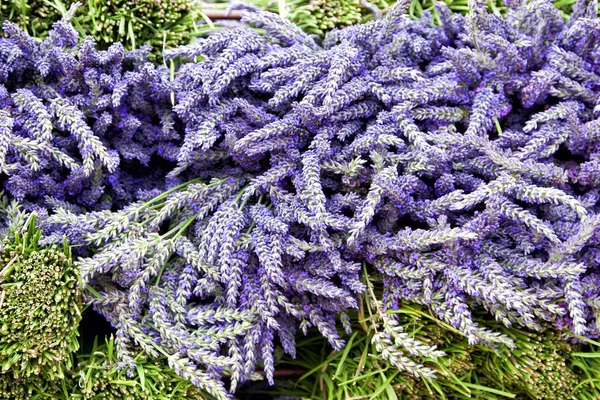 Ramos de flores de lavanda púrpura recién cortados —  Fotos de Stock