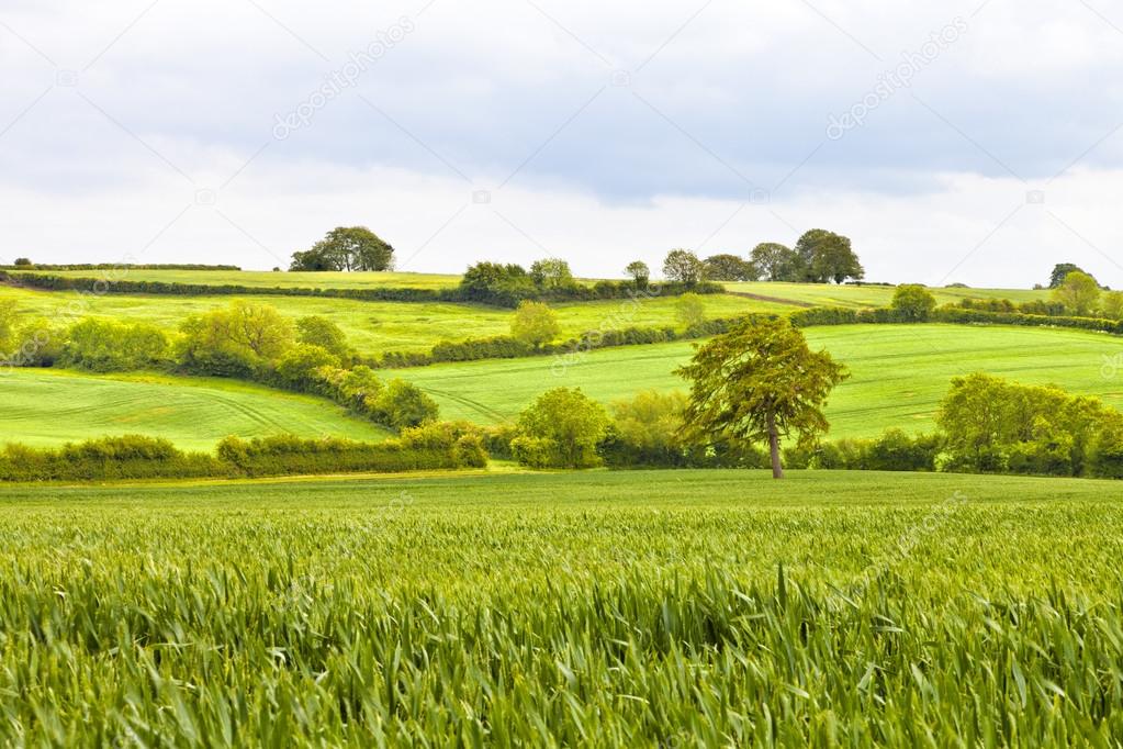 Campos de trigo verde separados por setos en un campo inglés en un día