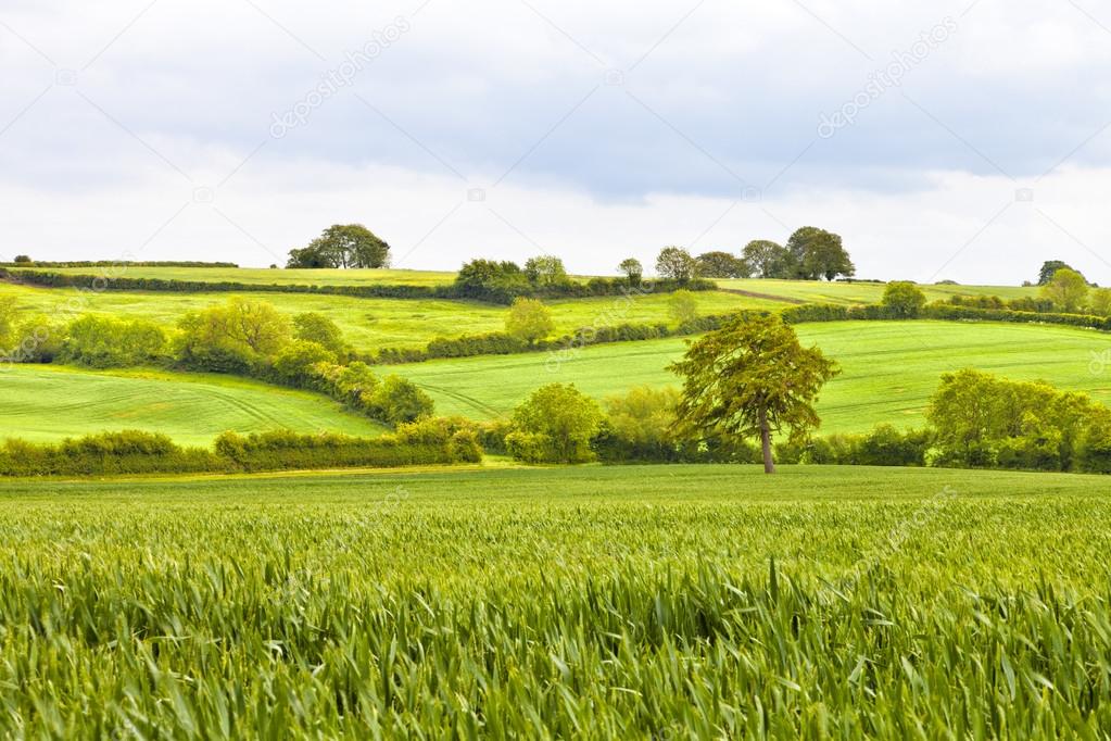 Green wheat fields separated by hedge lines in an English countryside on a summer cloudy day