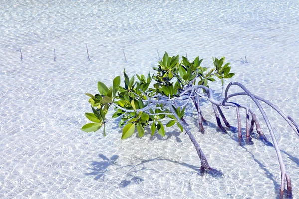 Mangrove växt i grunt vatten — Stockfoto