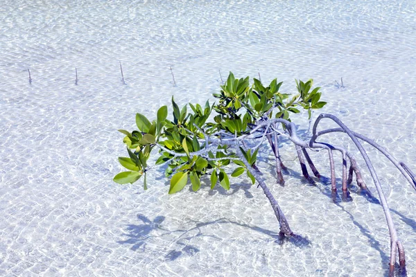 红树林植物浅层水中 — 图库照片