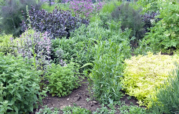 Aromatic herb garden