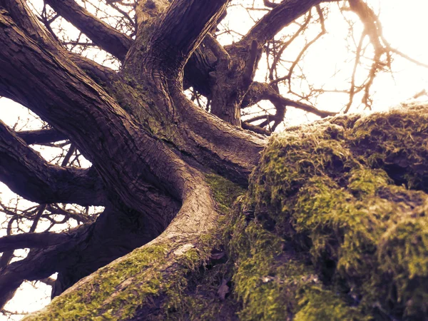 Árbol antiguo místico —  Fotos de Stock