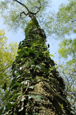 Uzun ağaç içinde sarmaşık kaplı