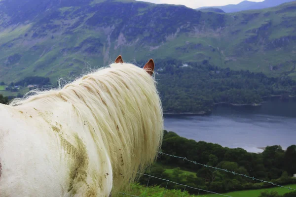 Divoký kůň do kraje — Stock fotografie