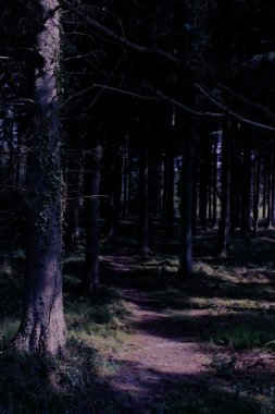 Spooky mehtaplı ahşap