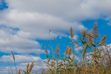 Mavi gökyüzü ve bulutların arka planında sazlıklar
