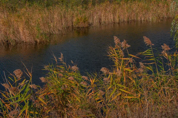 Paysage Automne Roseaux Bord Lac — Photo