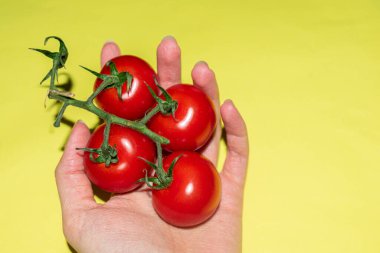 Sarı arka planda kadın ellerinde bir dal vişne domatesi.