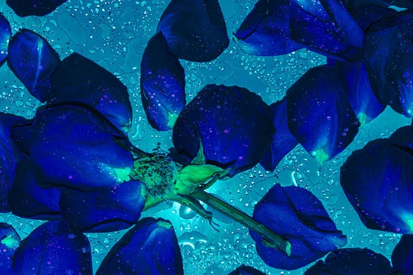 Composition with abstract blue background from blue rose petals. Top view.