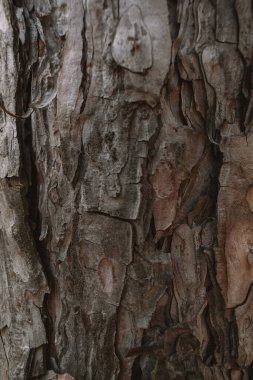 Ağaç kabuğu dokusu. Ağaç arkaplanı.