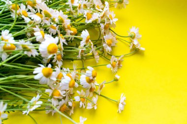 Sarı arka planda papatyalar. Metin için boş boşluk.