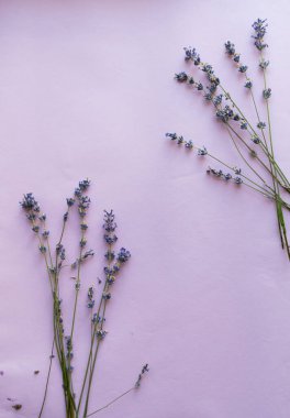 Parlak mor arka planda lavanta çiçekleri. Üst manzara, düz yatış. Asgari konsept.