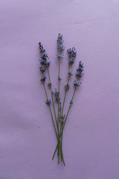 Flores Lavanda Sobre Fondo Púrpura Brillante Vista Superior Cama Plana —  Fotos de Stock