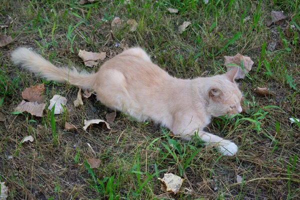Genç kedi ot yiyor.