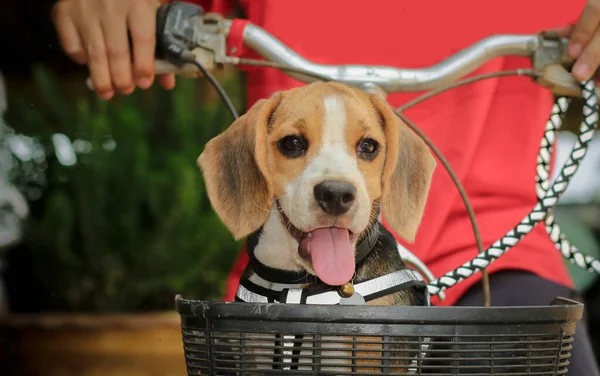 Felice Cane Beagle Collare Con Sedersi Sul Ciclista Piccolo Beagel — Foto Stock