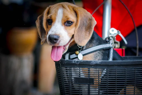 Счастливый Пёс Воротнике Собакой Сидит Велосипедисте Малый Бигель — стоковое фото