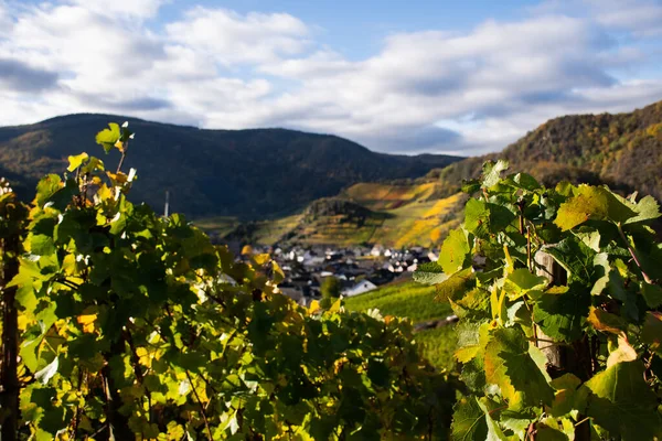 Verfärbte Bunte Herbstblätter Von Weinreben Mit Dem Dorf Mayschoss Hintergrund — Stockfoto