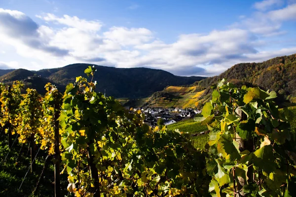 Verfärbte Bunte Herbstblätter Von Weinreben Mit Dem Dorf Mayschoss Hintergrund — Stockfoto