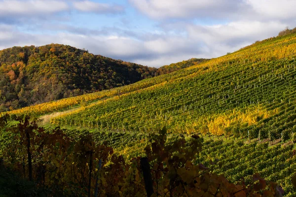 Weinberge Mit Bunten Herbstblättern — Stockfoto