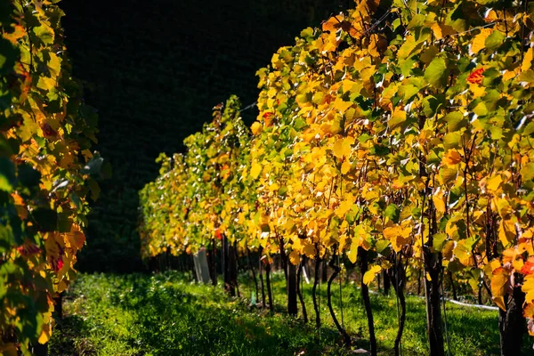 Helle Blätter Der Weinreben Einem Sonnigen Herbsttag — Stockfoto