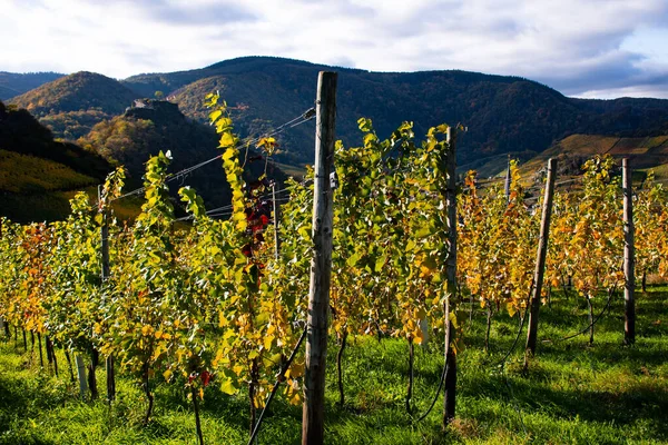 Weinstöcke Mit Verfärbten Herbstblättern Einem Sonnigen Morgen — Stockfoto