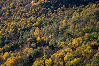 Güneşli bir sonbahar gününde Renkli karışık orman