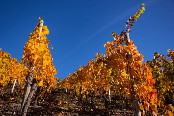 Weinreben Mit Bunten Herbstblättern Der Sonne — Stockfoto