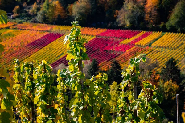 Weinberge Zur Herbstzeit Mit Bunten Blättern — Stockfoto