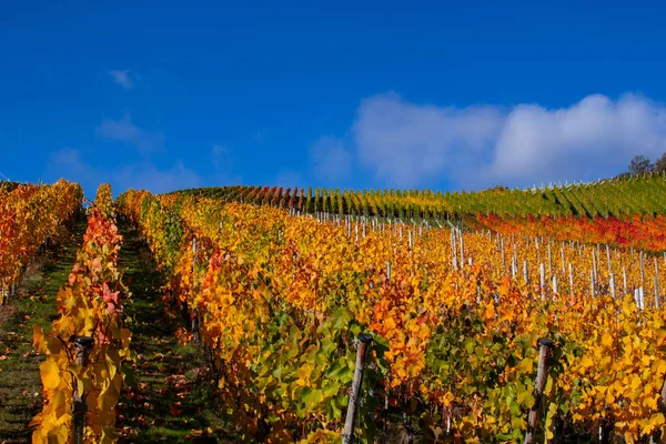 Weinreben Mit Bunten Herbstblättern Der Sonne — Stockfoto