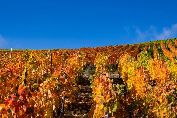 Weinreben Mit Bunten Herbstblättern Der Sonne — Stockfoto