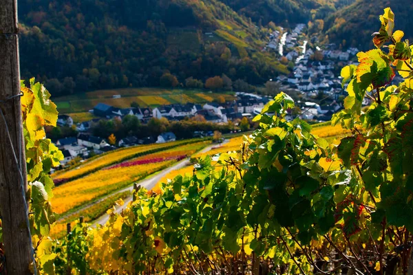 Weinberge Sonnenschein Mit Dem Städtchen Rech Hintergrund — Stockfoto