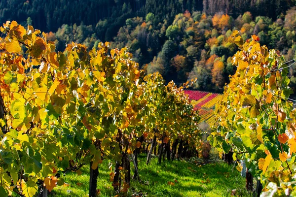 Weinberge Zur Herbstzeit Mit Bunten Blättern Der Sonne — Stockfoto