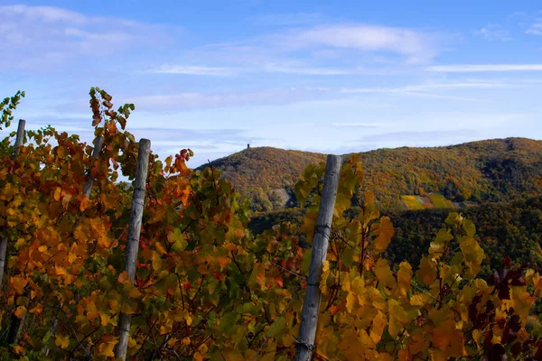 Schöne Herbstlandschaft Mit Verfärbten Blättern Rech — Stockfoto