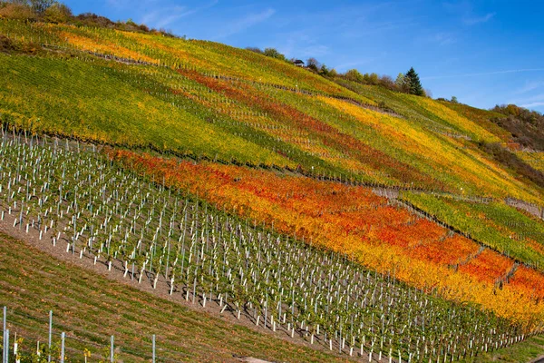 Weinberge Mit Bunt Verfärbten Herbstblättern — Stockfoto