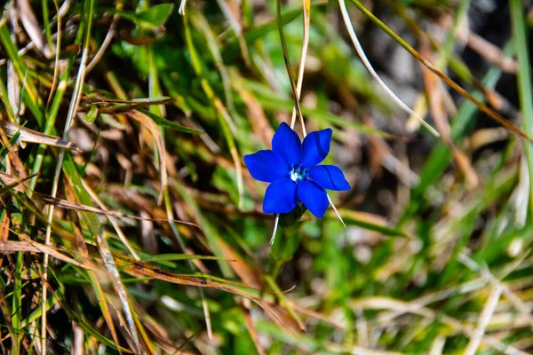 Egy Kék Nemes Virág Virágzása — Stock Fotó