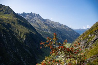 Avusturya dağ manzaralı kırmızı rowan ağacı
