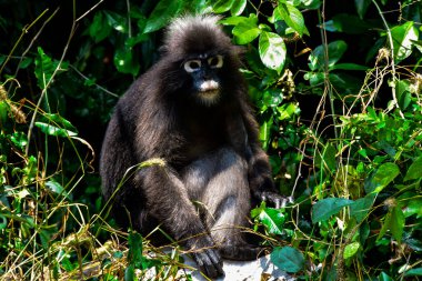 Ang Tanga Ulusal Parkı 'nın ormanında karanlık langur.